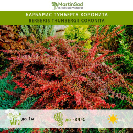 Барбарис тунберга Коронита