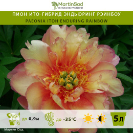 Пион ИТО-гибрид Эндьюринг Рэйнбоу