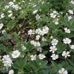 Лапчатка белая