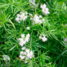 Аспарагус Абу-Даби