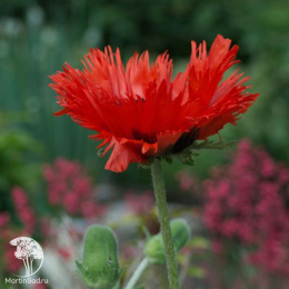 Мак восточный Кёрлилокс