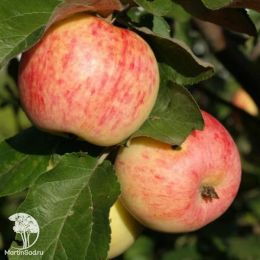 Сверхвыгодный комплект! Яблоня Грушовка Московская + опылитель яблоня Коричное полосатое