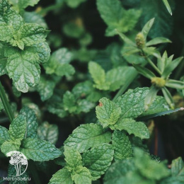 Мята Хвоя