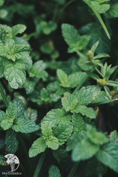 Фото Мята Хвоя