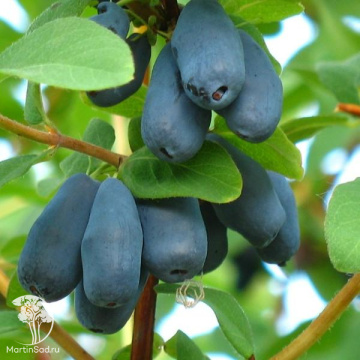 Фото Жимолость камчатская Югана