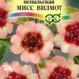 Лапчатка непальская Мисс Вильмот