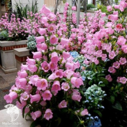 Колокольчик Чашка с блюдцем розовый