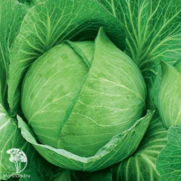 Капуста б/к Московская поздняя