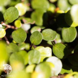 Мюленбергия Голден Гёрл