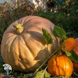 Тыква Стофунтовая