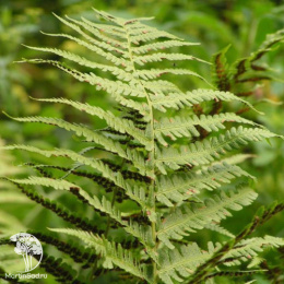 Щитовник толстокорневищный