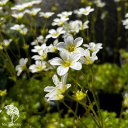 Камнеломка Арендса Альба