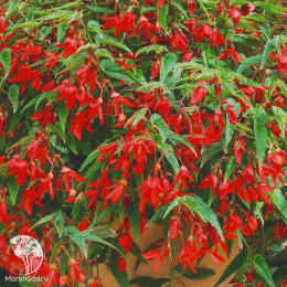 Бегония Триумф красный F1 (боливийская) 