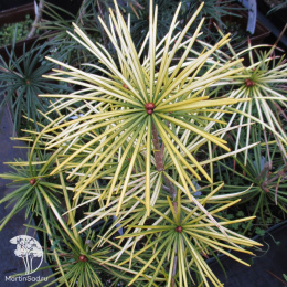 Сциадопитис мутовчатый Голден Раш