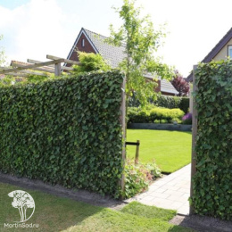 Плющ обыкновенный Вернер