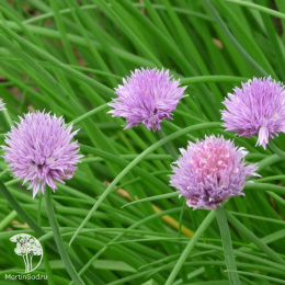  Шнитт-лук (скорода)