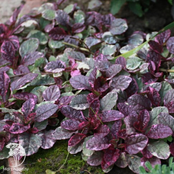 Фото Живучка ползучая Шуга Плам