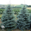 Ель колючая Глаука Маджестик Блю фото 3 