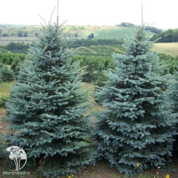 Ель колючая Глаука Маджестик Блю