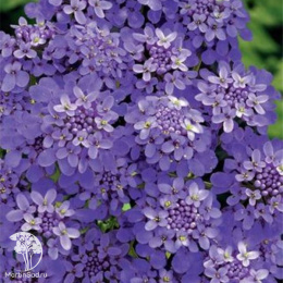 Иберис Гранат