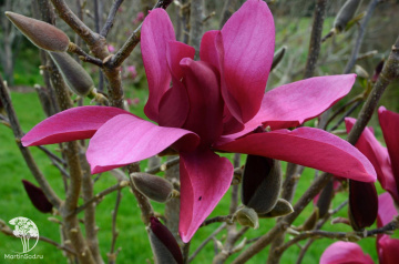 Фото  Магнолия Бургунди Стар