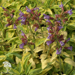 Шалфей лекарственный Иктерина