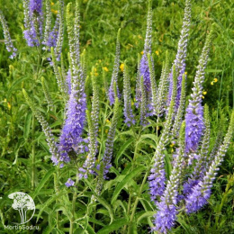 Вероника длиннолистная