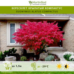 Бересклет крылатый Компактус