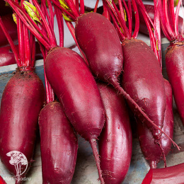 Набор семян Свекла