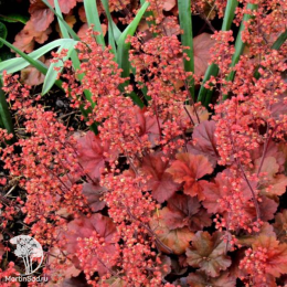 Сверхвыгодный микс! Гейхера Дельта Даун + Гейхера Черри Кола + Гейхера Ред Лайтинг