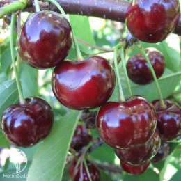 Вишня Прима