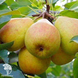 Груша Елена + опылитель Груша Феерия