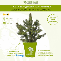 Пихта нордмана Колумнова
