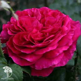 Роза Фишермэн'c Фрэнд