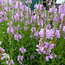 Физостегия виргинская Роуз