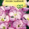 Примула Роззи с каймой, махровая, серия Элитная клумба фото 1 