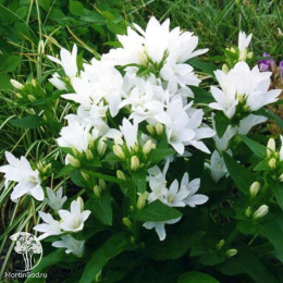 Колокольчик скученный Дженти Уайт