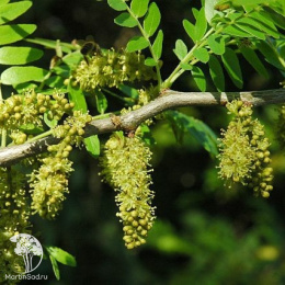 Гледичия трехколючковая Эмеральд Каскад на штамбе