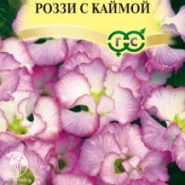 Примула Роззи с каймой, махровая, серия Элитная клумба