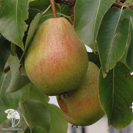 Груша гибрид Тема + Памяти Яковлева