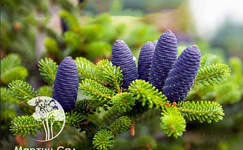 Выбираем хвойные растения: импортные саженцы — хорошо или плохо?