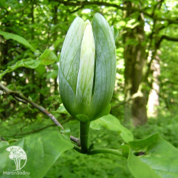 Магнолия заостренная Сейджу