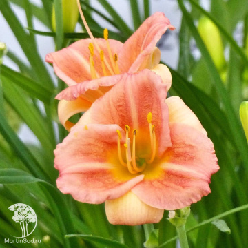 Фото Лилейник гибридный ЭвериДейлили Сериз