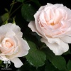 Роза флорибунда Маргарет Меррил фото 2 