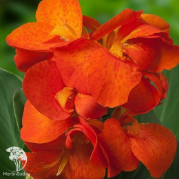 Канна Хэппи Клео