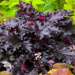 Сверхвыгодный микс! Гейхера Блэк Таффета + Гейхера Обсидиан +  Гейхера Палас Пурпл