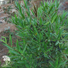 Филлирея узколистная