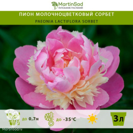 Пион молочноцветковый Сорбет