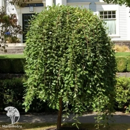  Ива цельнолистная Пендула на штамбе