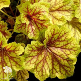 Гейхера Рэд Лайтинг